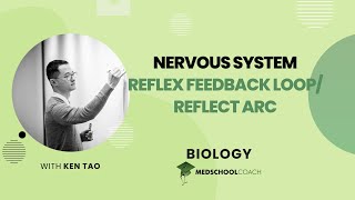 Reflex Feedback Loop and Reflex Arc [upl. by Temme]