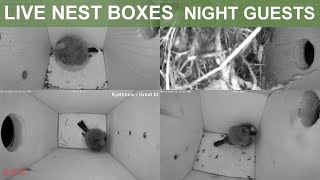 LIVE Nest Boxes Fuglekasser  Night guests  Gjøvik Norway [upl. by Aneis]