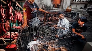 Duniya Ka Sabse Khatarnak Bazaar  Dog Cat Red Bat Sabse Khatarnak Meat Market  Indonesia 🇮🇩 [upl. by Aisat]