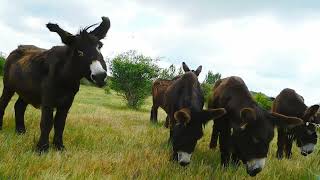 burros donkeys [upl. by Bridget]