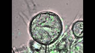 GFP bact fungus z stack movie [upl. by Ahsai]