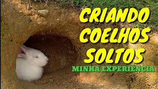 Criando coelhos soltos Você vai amar e odiar ao mesmo tempo  Minha experiência [upl. by Plunkett]