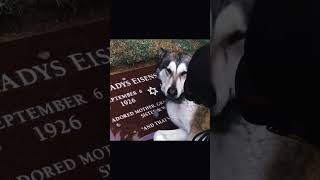 DOG CRYING AT HER OWNERS GRAVE 😭😭 dogshorts doglovers [upl. by Nawak426]