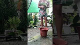 variegated rubber tree growingwithflor viral views florgardengoddess shorts [upl. by Emerson]