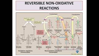 Pentose phosphate pathway [upl. by Nueovas]