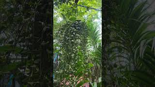 DISCHIDIA PLANT green greenery gogreen plants nature short shorts shortvideo [upl. by Anton]