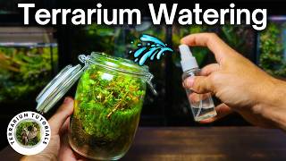 How To Water A Terrarium  Simple Beginner Guide [upl. by Adnopoz99]