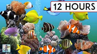 CORAL REEF AQUARIUM COLLECTION • 12 HOURS • BEST RELAX MUSIC • SLEEP MUSIC [upl. by Aisenet]