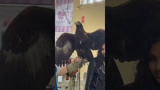 Wedge tail eagle the biggest raptor in Australia [upl. by Particia]