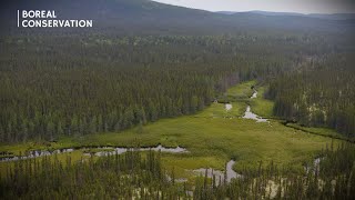 Wetlands of the Boreal Forest [upl. by Eimot574]