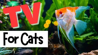 TV for Cats 🐟 FISH IN THE AQUARIUM Relax My Cat  Videos For Cats to Watch  💦WATER SOUND EFFECTS [upl. by Hubing]