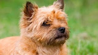 Cairn Terrier [upl. by Vaasta]