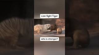 Lion vs Tiger WHO IS STRONGER [upl. by Anifad]