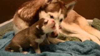 Adorable Husky puppy howling at 9 days old [upl. by Ybor]