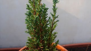 Chamaecyparis False Cypress Bonsai Tree [upl. by Arita]