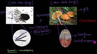 Classification of Fungi  Biological Classification  Biology  Khan Academy [upl. by Nnayecats]