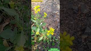 Rhamphospermum arvense  Wild Mustard Plant  Brassicaceae Family brassica mustard planttaxonomy [upl. by Orsino]