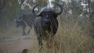 The beautiful harmony between buffaloes and oxpeckers [upl. by Akilegna509]