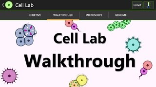 Cell Lab Macrophages III amp IV Walkthrough  updated  Download [upl. by Ardnoik]