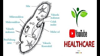 Paramecium In movement under microscope  Parasite  Stool r e  by Youtube Healthcare [upl. by Crescentia]