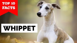 Whippet  Top 10 Facts [upl. by Henrietta]