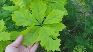 YellowGreen Leaves Swamp White Oak Bur Oak Chinkapin Oak [upl. by Beitris]