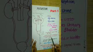 Micturitionclass11neet2024neetbiologycbseyoutubeshortsshortsexcretoryproductamptheirelimination [upl. by Donnamarie]