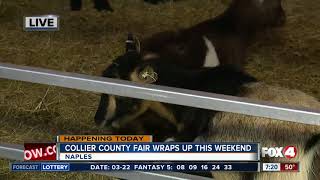 Last chance to catch the Collier County Fair this weekend  7am live report [upl. by Soinski41]