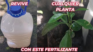 RESUCITA cualquier PLANTA con este FERTILIZANTE CASERO cura plantas ENFERMAS o SECAS Huerto urbano [upl. by Chadbourne]