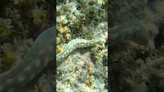 Snake Eel caymanislands travel snorkeling [upl. by Shepperd]