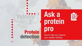 Ask a protein pro  Tips to help you improve your western blotting Protein detection [upl. by Eilesor]