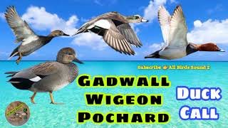 Gadwall  Wigeon Pochard Duck Hunting Call [upl. by Jamila]