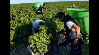 From vine to barrel at GruaudLarose in Bordeaux [upl. by Sharla]