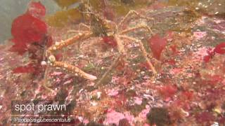 Spotlight on Howe Sound Marine Life Spot Prawns [upl. by Atinit]