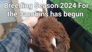 Time to Pair the Jacobins up 2024 [upl. by Prevot612]