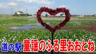 道の駅童謡のふる里おおとね ホテイアオイ開花中 勇気と希望のまち加須（埼玉県加須市） ♪ [upl. by Enitsirk]