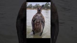 Amazing Kangaroo Moments You Must See 🦘 kangaroo [upl. by Gabbey]