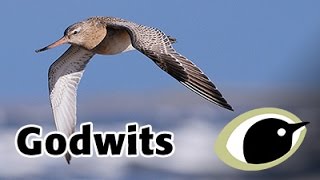 BTO Bird ID  godwits [upl. by Annaeed]