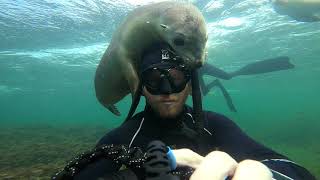 When wildlife decide to play Sea Lions Jurien Bay [upl. by Oika]