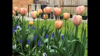 Tulip  Salmon Van Eijk in full bloom  Spring 2019 [upl. by Gamin]