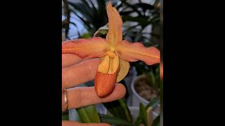 Phragmipedium Eric Young funny but irritating trait [upl. by Ulda331]