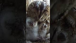 Tawny Owls Tender Moment Watch Owl Mum amp Chicks Grooming [upl. by Goran]