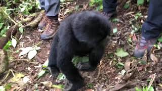 Ultimately Gorilla trekking experience in Bwindi Impenetrable National Park Uganda [upl. by Stempien330]