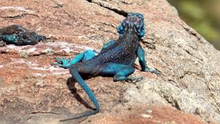 Blue Sinai Agama in Saudi Arabia [upl. by Anitac]