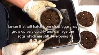 How to keep the eggs of rhino beetles for successful hatching hercules megasoma tityus [upl. by Rillis]