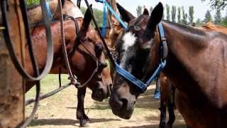 Polo in Argentina [upl. by Aseiram]