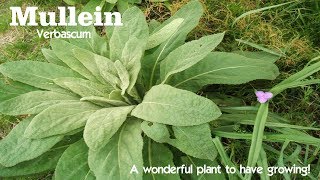 ⟹ Mullein  Verbascum thapsus  If you see this plant DONT pull it Heres why [upl. by Tlaw]