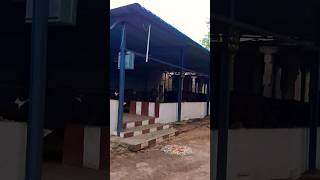 kosalai trending temple templevisit templevlog kosala cow elephant hinduvlog travelvlog [upl. by Elamef647]