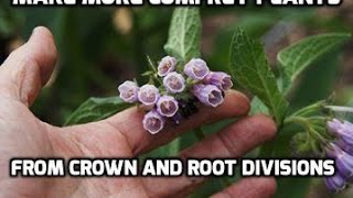 Propagating Russian comfrey bocking 14 by Root and diivision [upl. by Neenej]