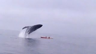 Humpback Whale Jumps Out of Water Landing on Kayakers [upl. by Attey]